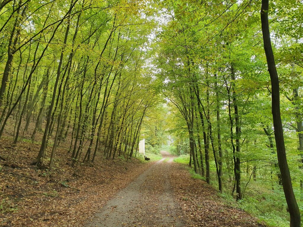 Psychotherapie in Krems | Mag. Judith E. Kantor, MSc | Foto symbolisiert Psychotherapie im Gehen